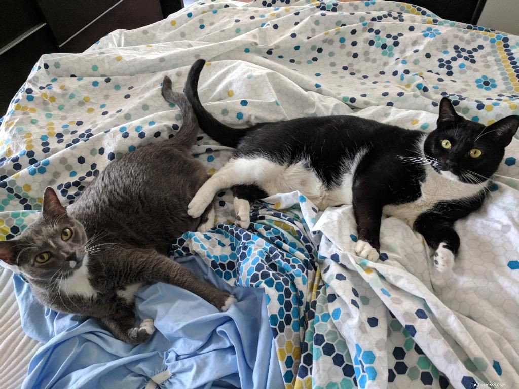 14 Adorable Tuxedo Cats and Kittens: Charming Facts & Adoption Tips