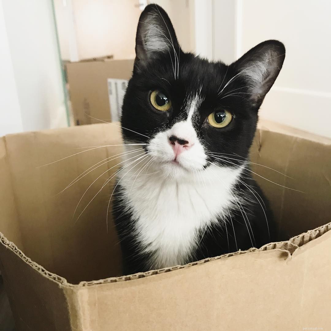 14 Adorable Tuxedo Cats and Kittens: Charming Facts & Adoption Tips