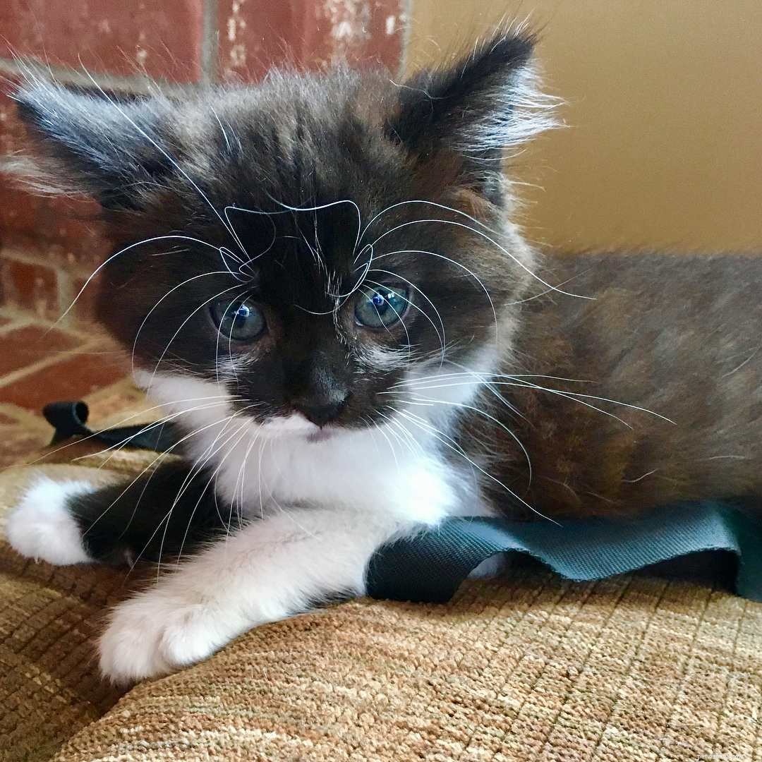 14 Adorable Tuxedo Cats and Kittens: Charming Facts & Adoption Tips