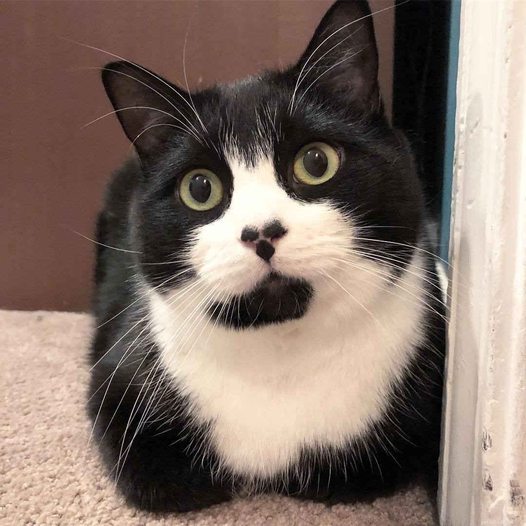 14 Adorable Tuxedo Cats and Kittens: Charming Facts & Adoption Tips