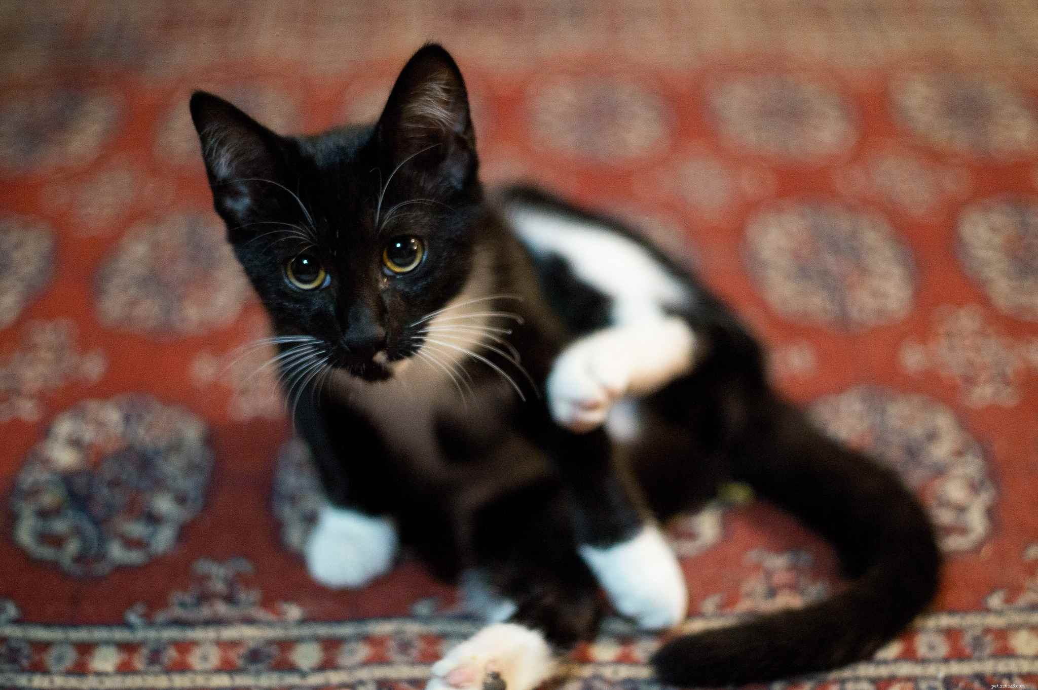 14 Adorable Tuxedo Cats and Kittens: Charming Facts & Adoption Tips