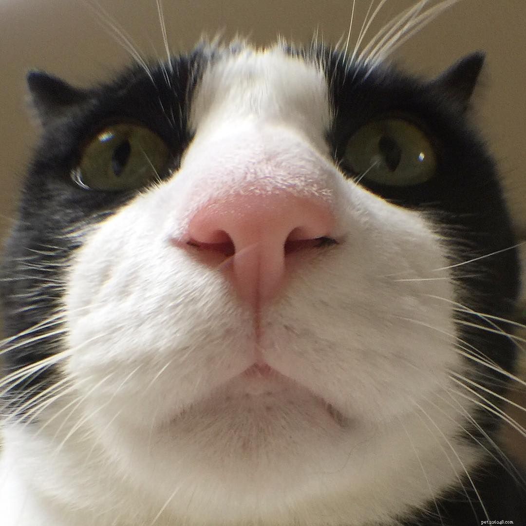 14 Adorable Tuxedo Cats and Kittens: Charming Facts & Adoption Tips