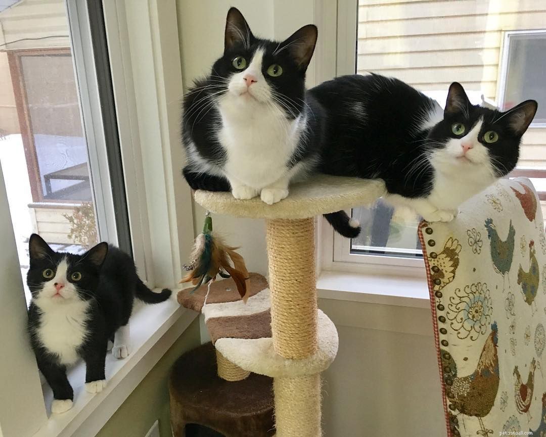 14 Adorable Tuxedo Cats and Kittens: Charming Facts & Adoption Tips