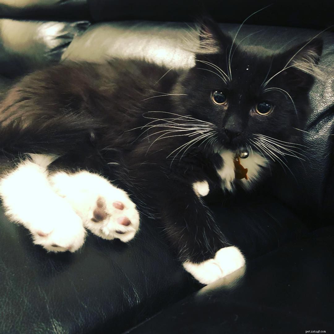 14 Adorable Tuxedo Cats and Kittens: Charming Facts & Adoption Tips