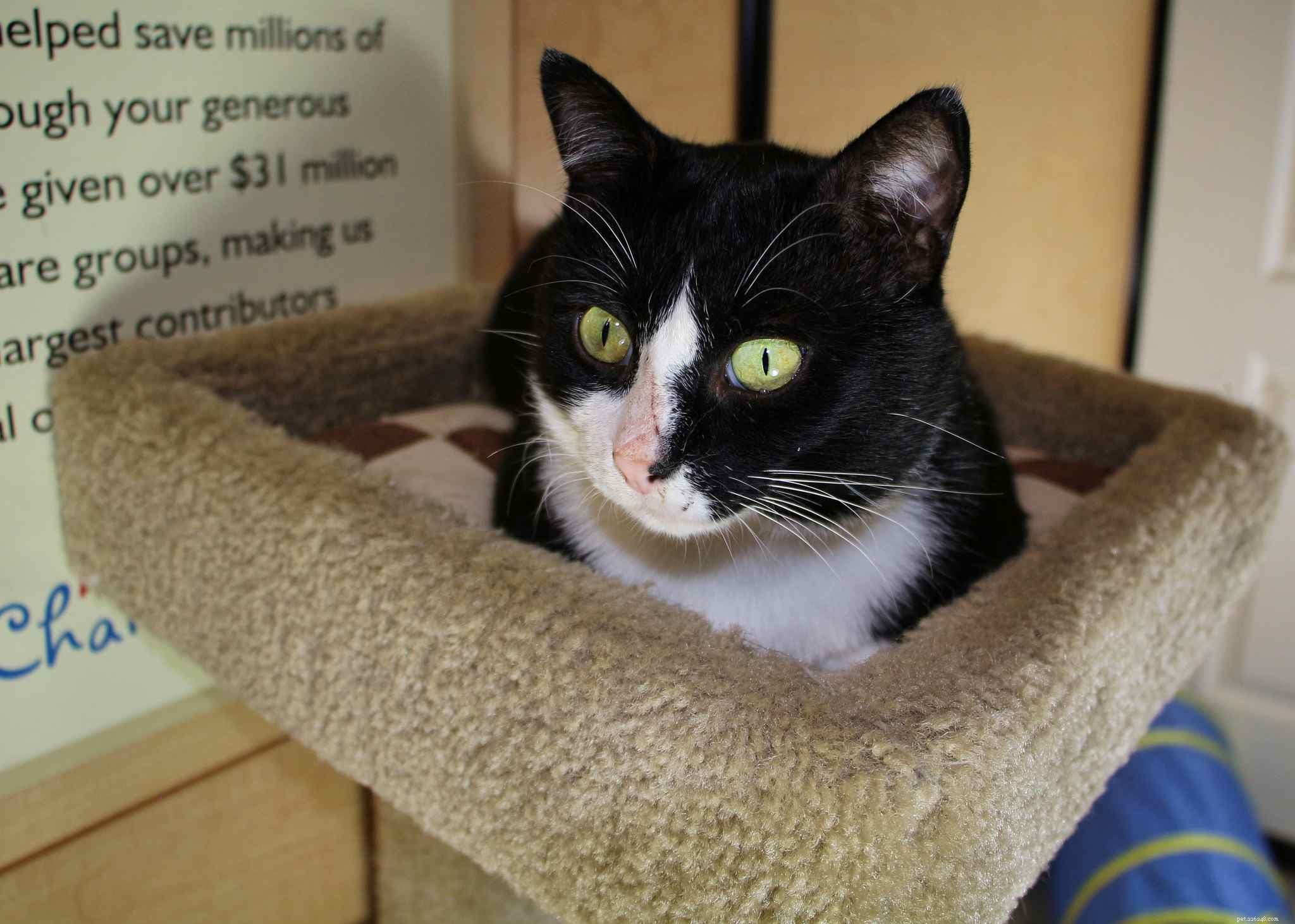 14 Adorable Tuxedo Cats and Kittens: Charming Facts & Adoption Tips