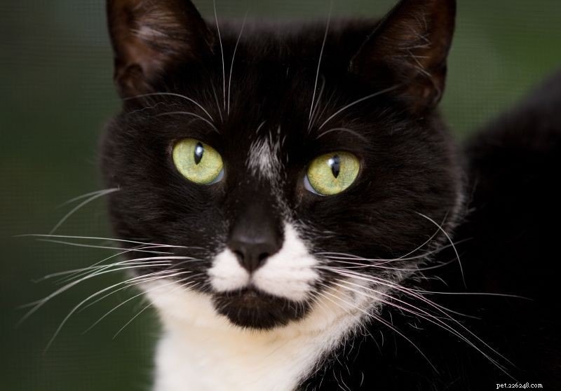 14 Adorable Tuxedo Cats and Kittens: Charming Facts & Adoption Tips