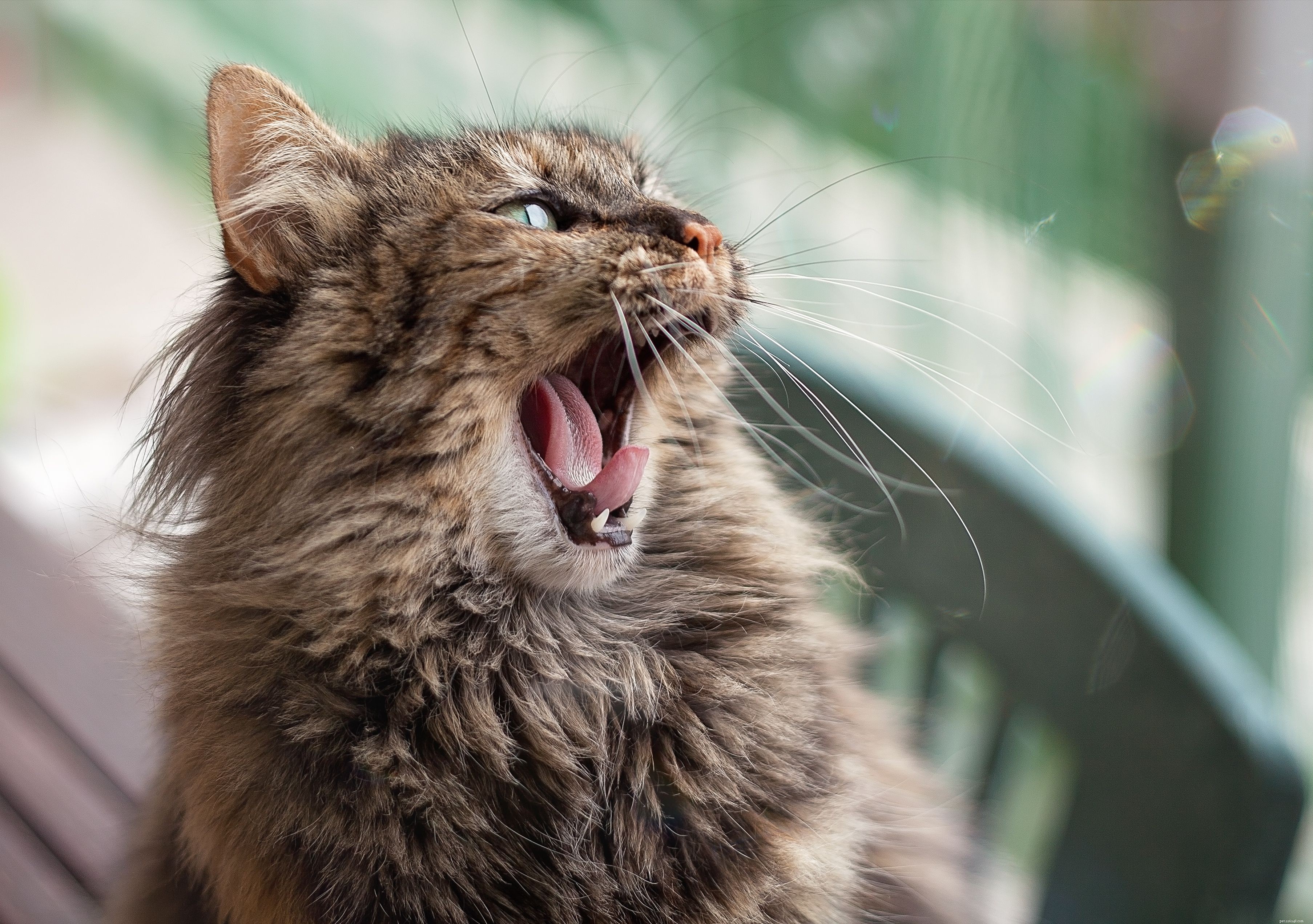 Understanding the Domestic Cat: Characteristics, History, and Roles