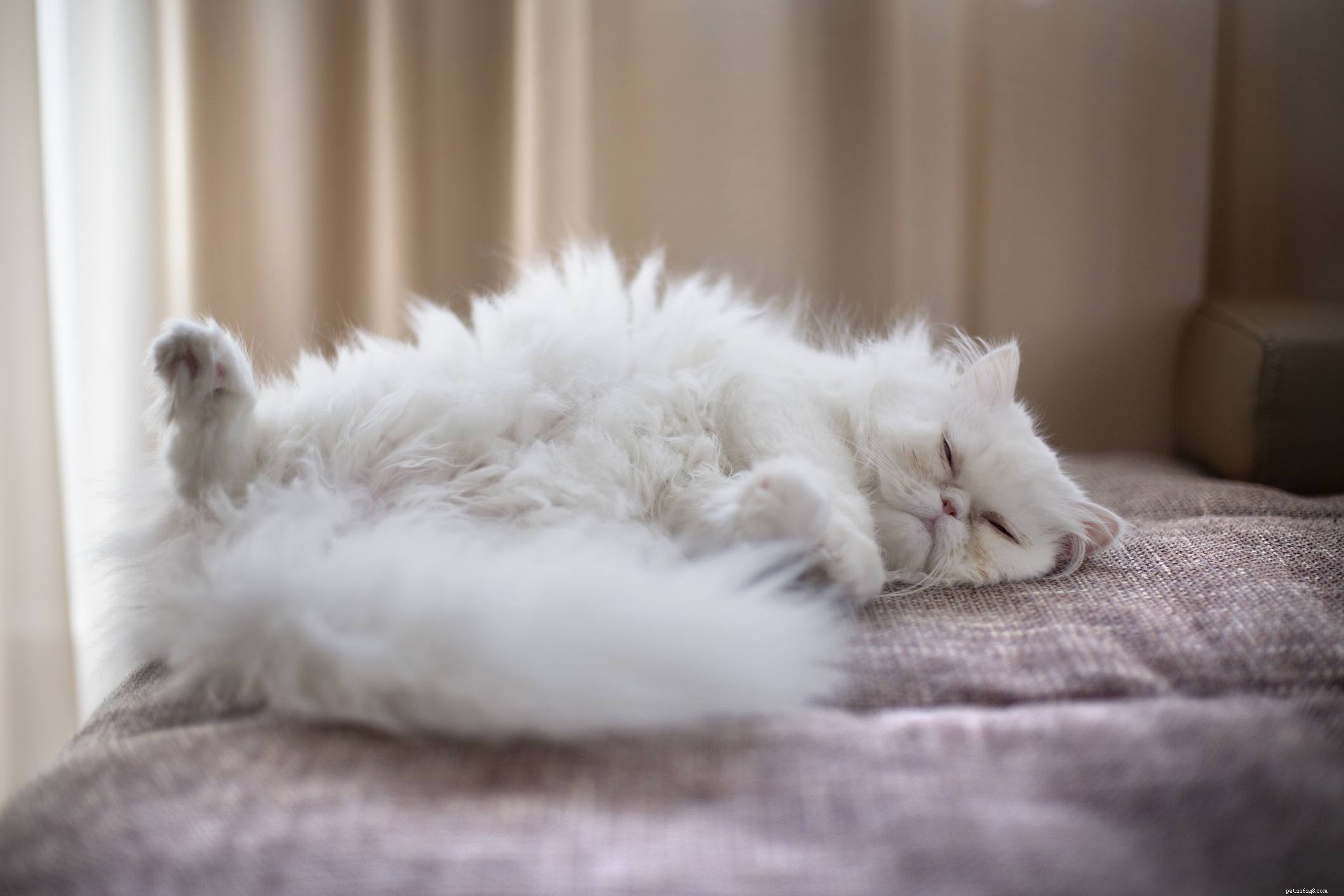 Understanding the Domestic Cat: Characteristics, History, and Roles