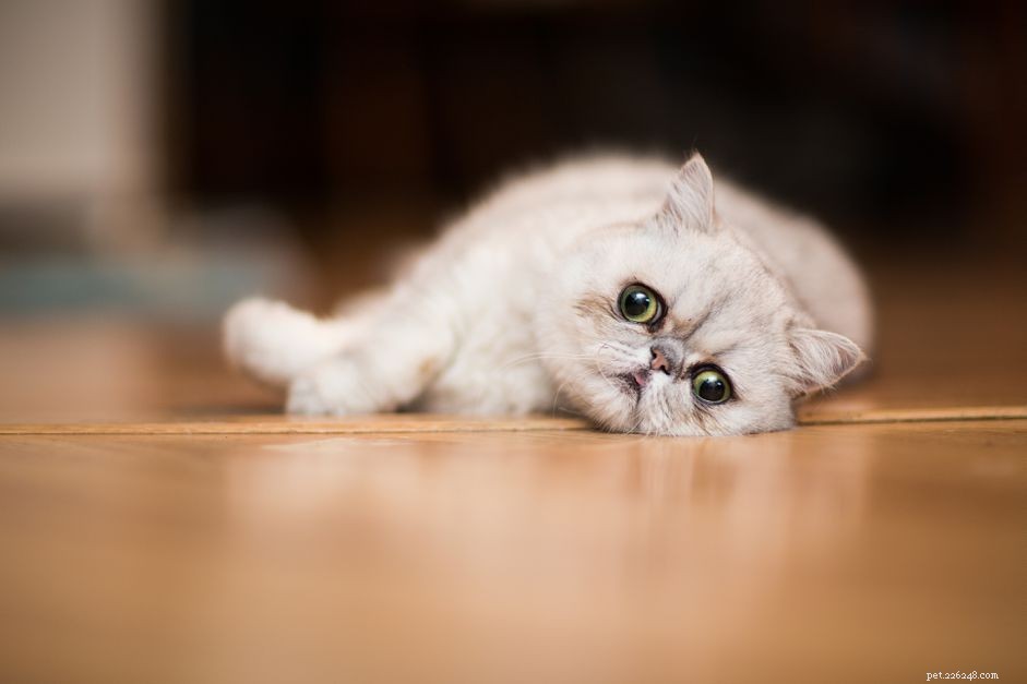 Top 10 Cat Breeds That Fit Every Home: Choose the Perfect Feline Companion