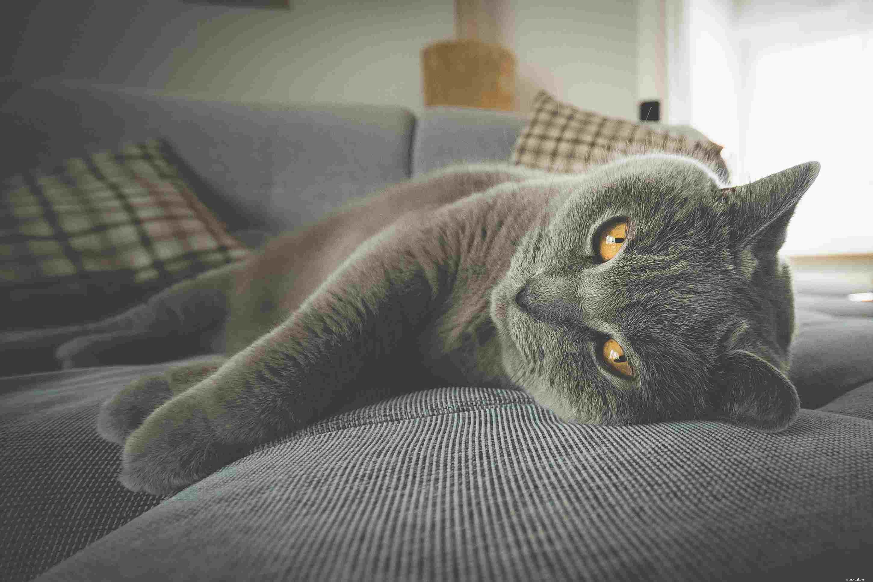 Top 10 Cat Breeds That Fit Every Home: Choose the Perfect Feline Companion