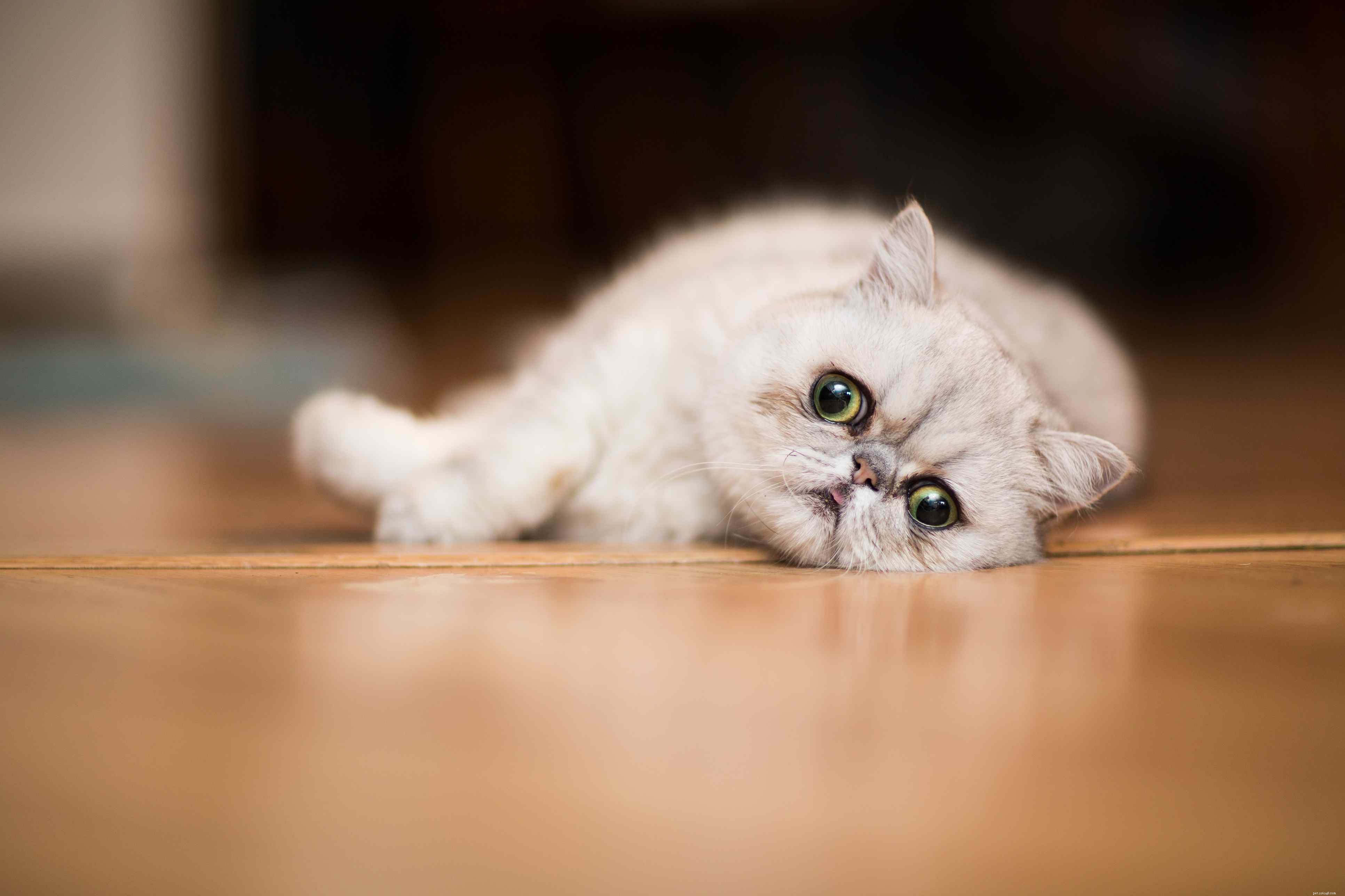 Top 10 Cat Breeds That Fit Every Home: Choose the Perfect Feline Companion