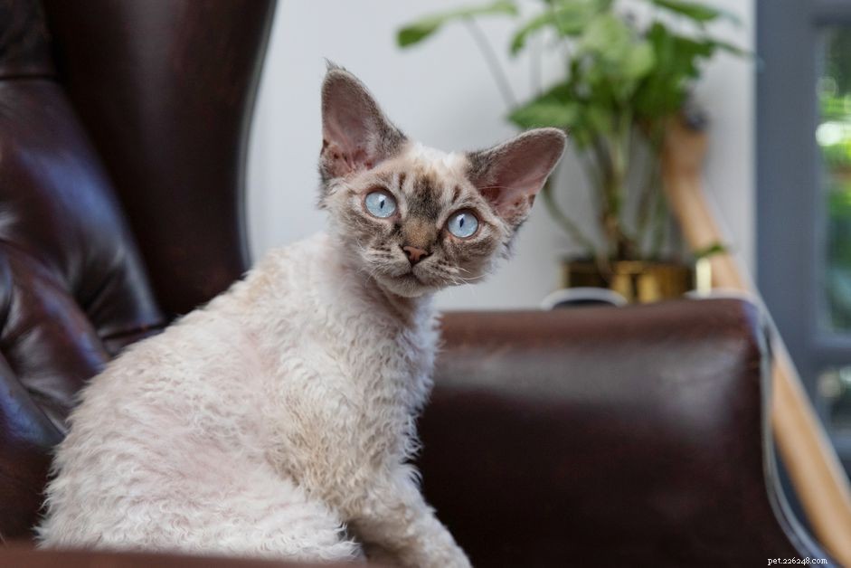 Top 10 Hypoallergenic Cat Breeds for Allergy‑Sufferers