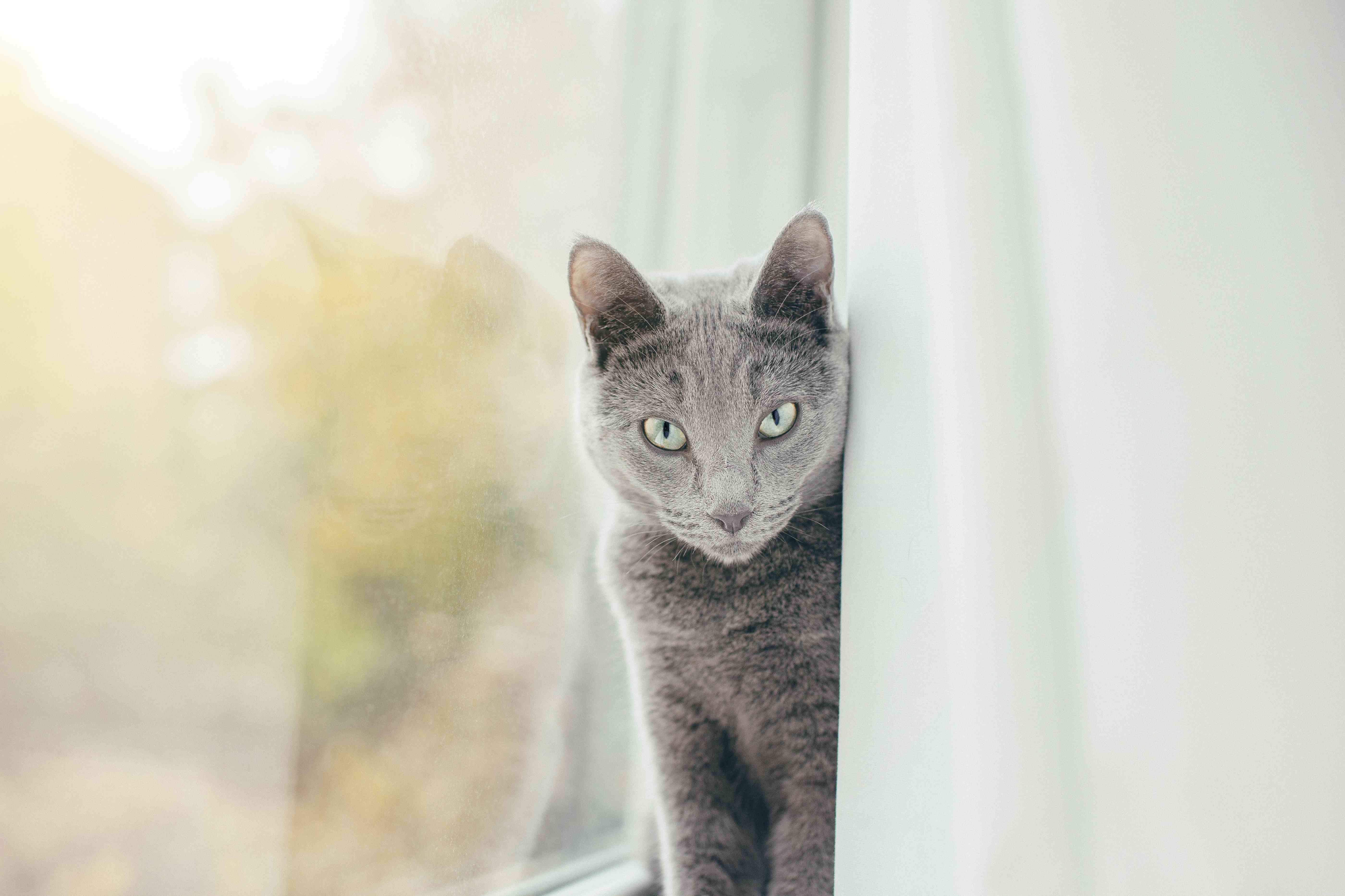 Top 10 Hypoallergenic Cat Breeds for Allergy‑Sufferers
