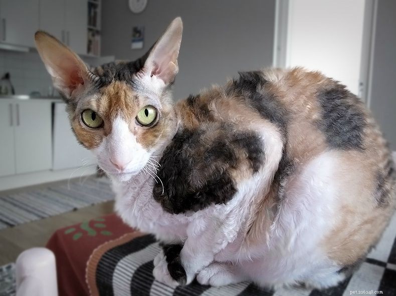Top 10 Hypoallergenic Cat Breeds for Allergy‑Sufferers