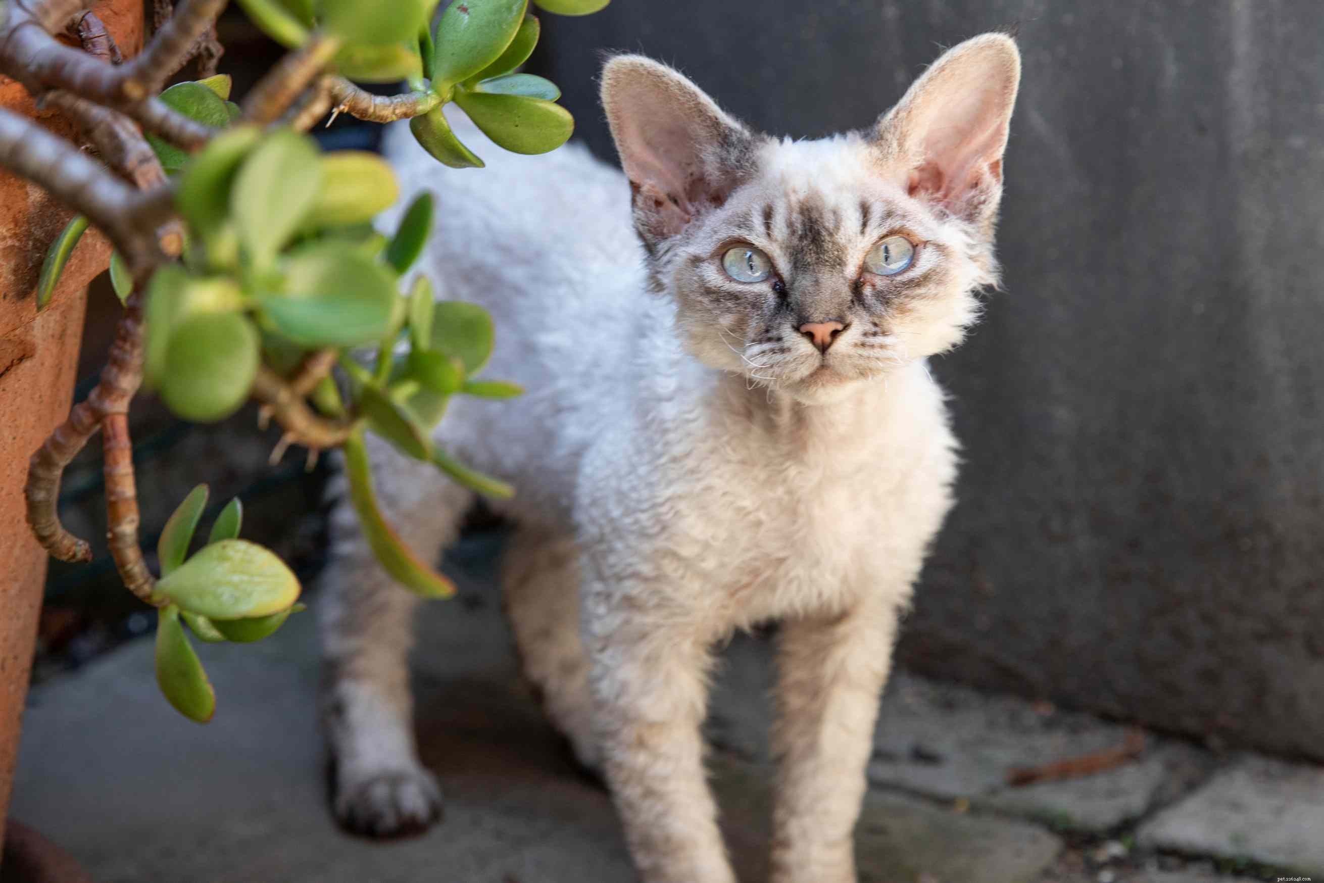 Top 10 Hypoallergenic Cat Breeds for Allergy‑Sufferers