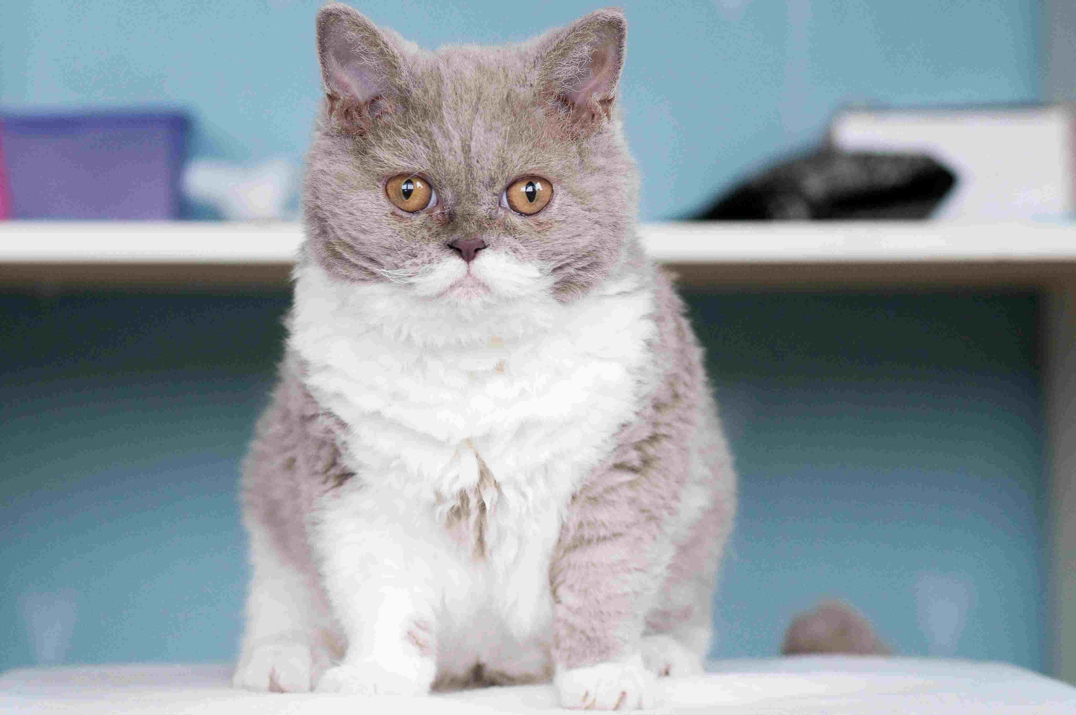 Top 10 Hypoallergenic Cat Breeds for Allergy‑Sufferers