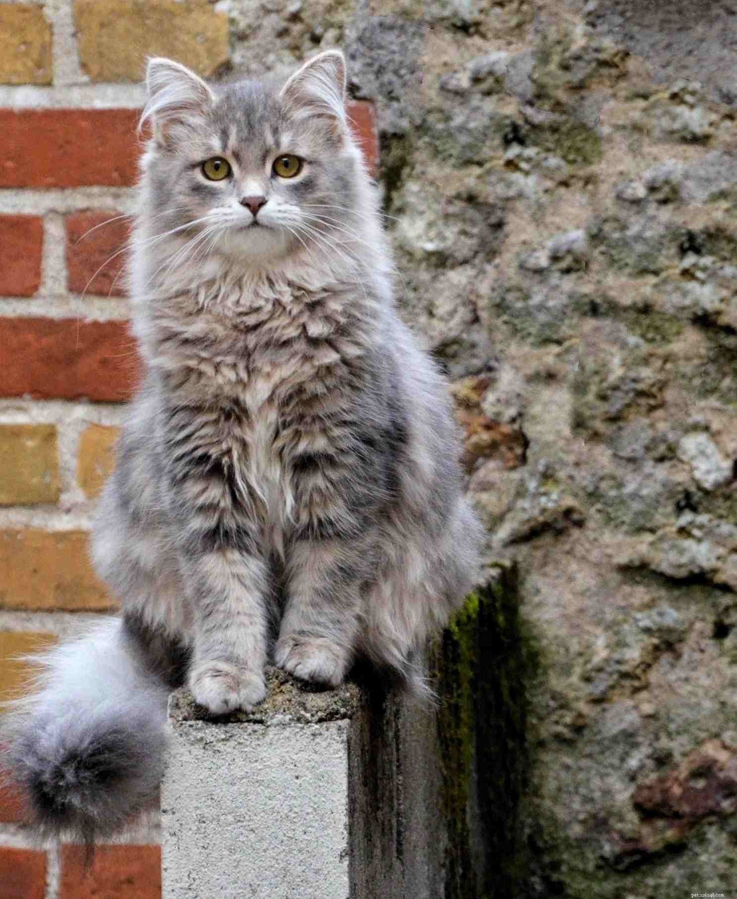 Top 10 Hypoallergenic Cat Breeds for Allergy‑Sufferers