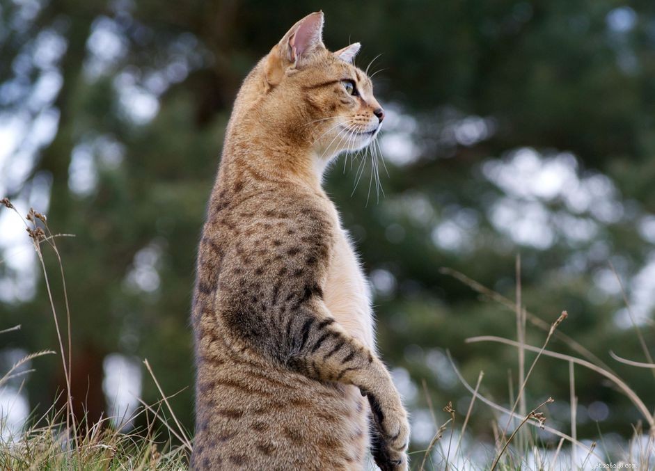 Egyptian Mau Cat Profile: History, Traits, Care & Adoption Guide