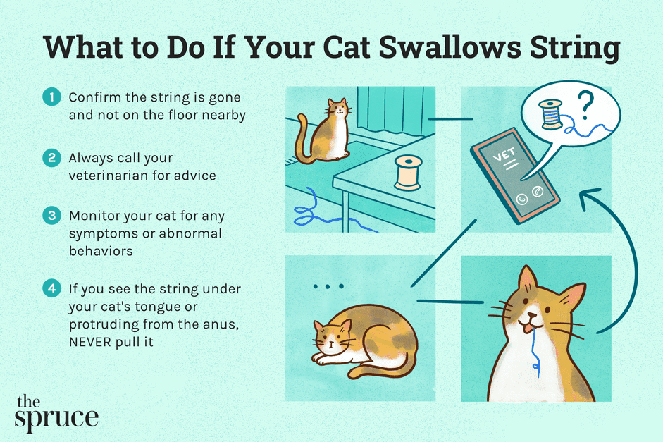 What to Do If Your Cat Swallows String: Safe Steps & Expert Guidance