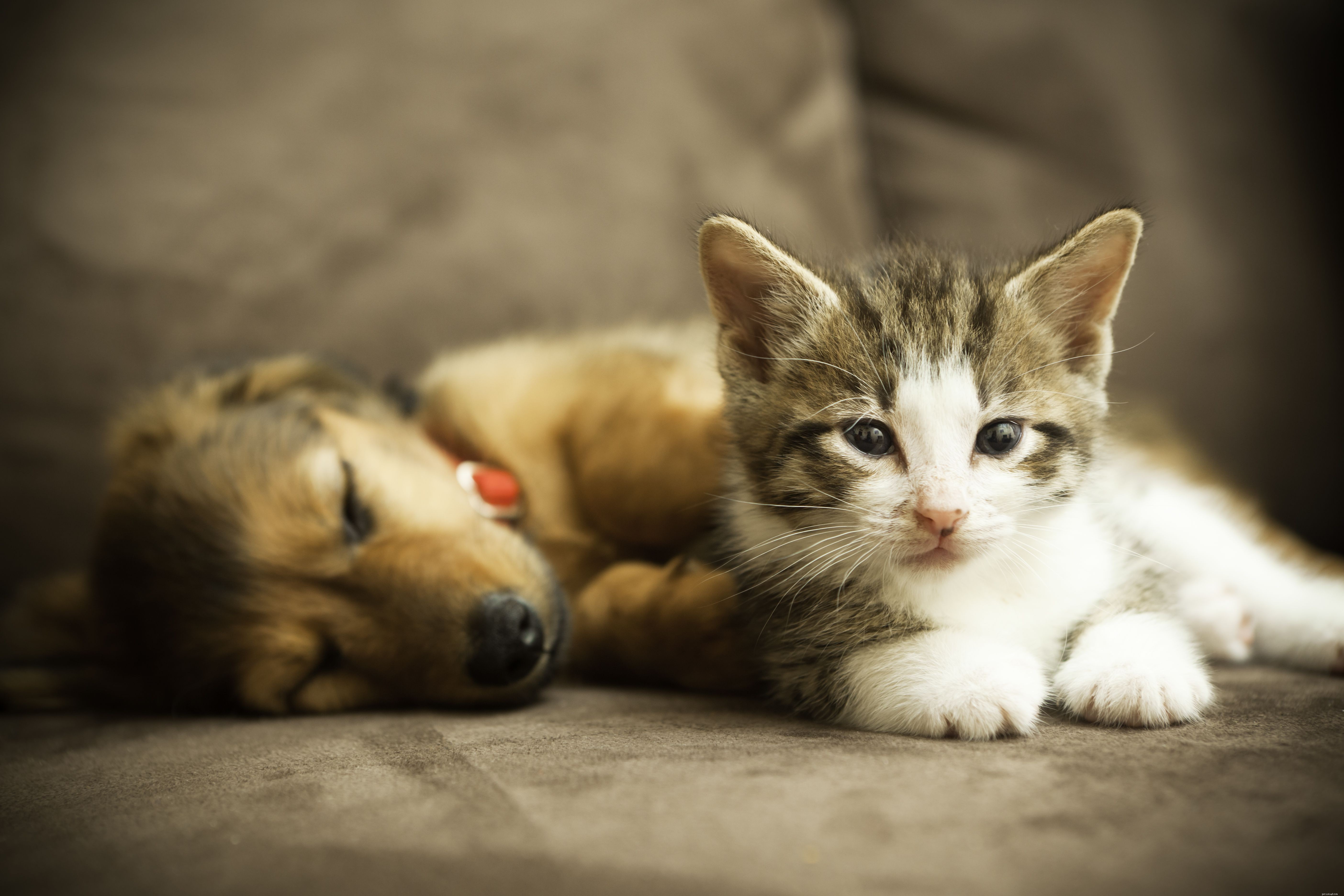 The First 30 Days with Your New Kitten: A Complete Guide for a Happy Start