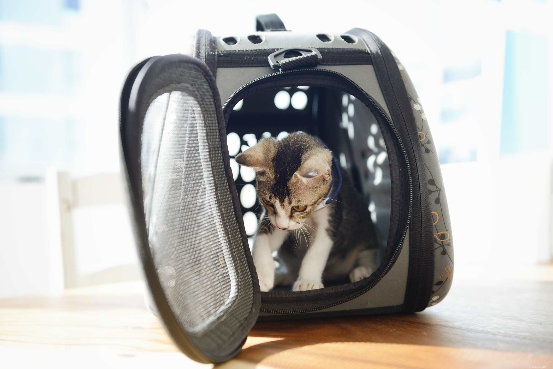 The First 30 Days with Your New Kitten: A Complete Guide for a Happy Start