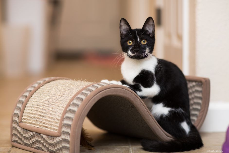 Essential Steps to Welcome a New Kitten into Your Home