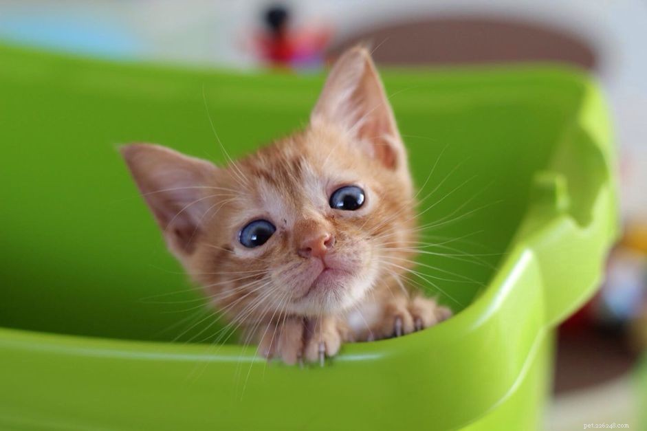 Safeguard Your Home: A Complete Kitten-Proofing Guide