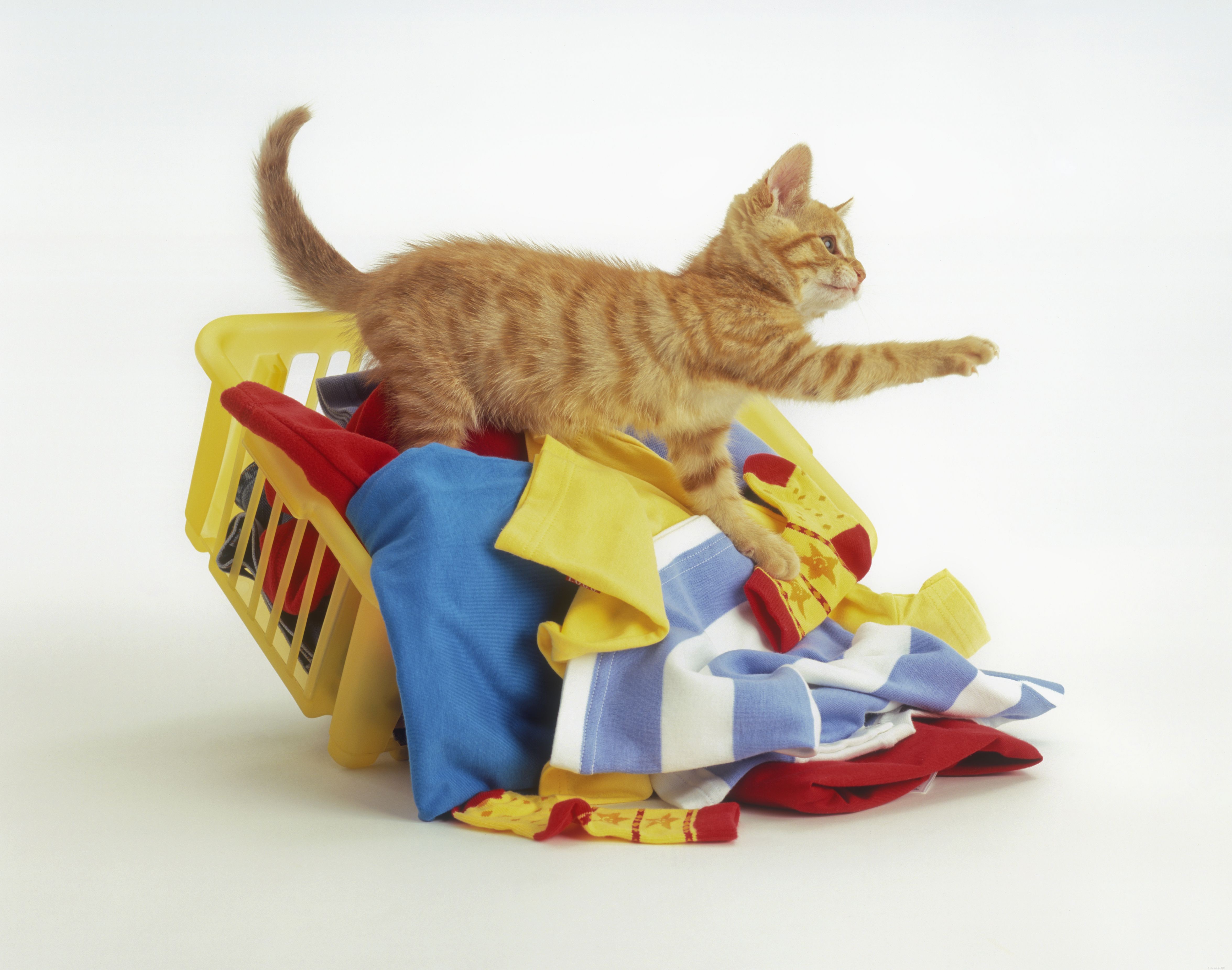 Safeguard Your Home: A Complete Kitten-Proofing Guide