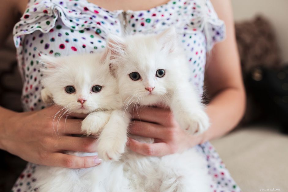 Why Adopting Two Kittens Brings More Joy and Health Than One