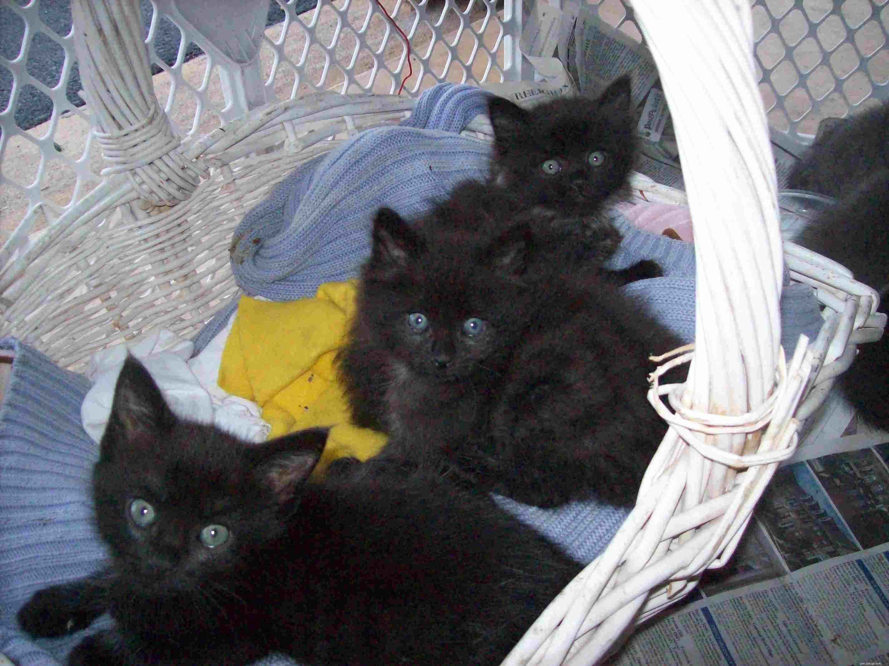 Why Adopting Two Kittens Brings More Joy and Health Than One