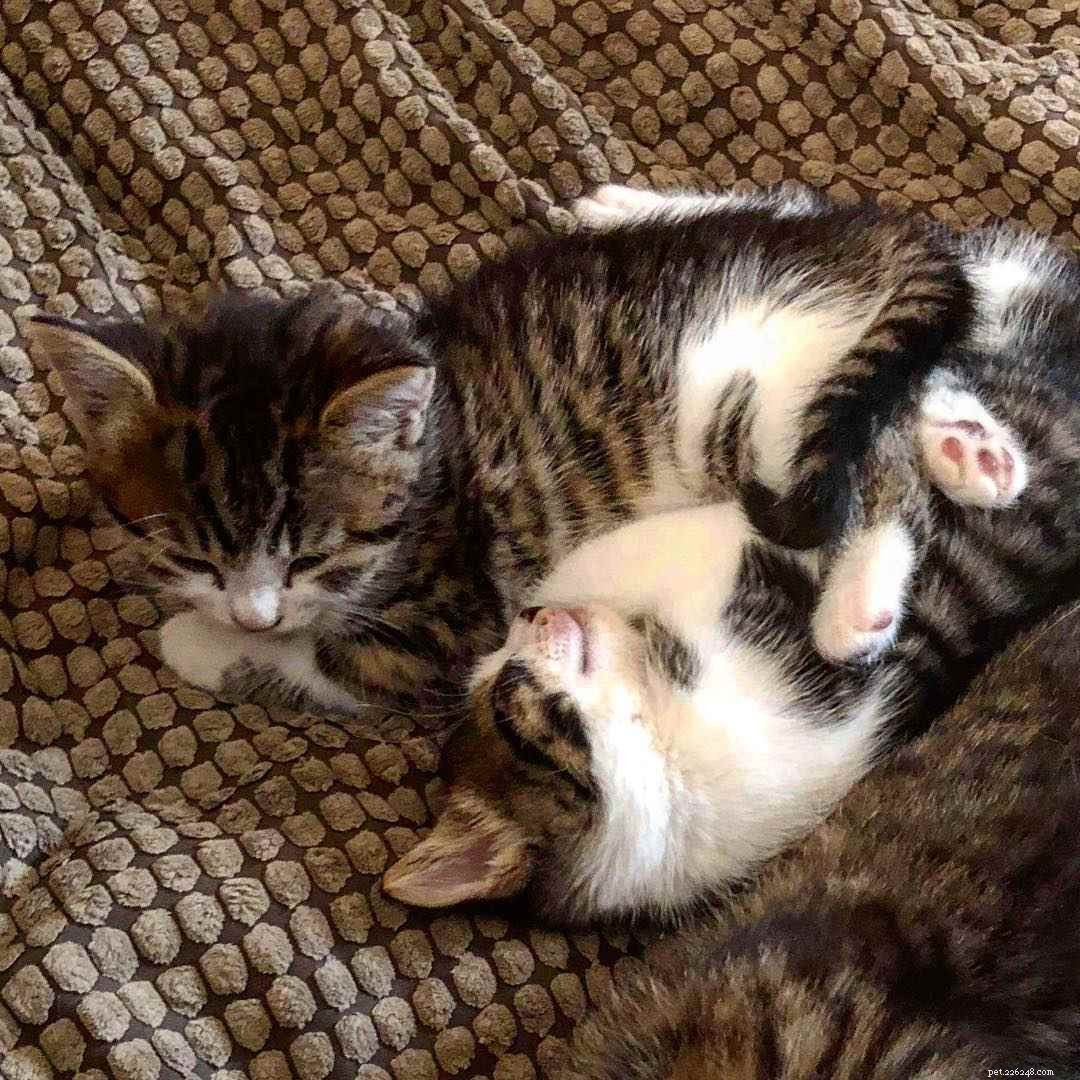 Why Adopting Two Kittens Brings More Joy and Health Than One