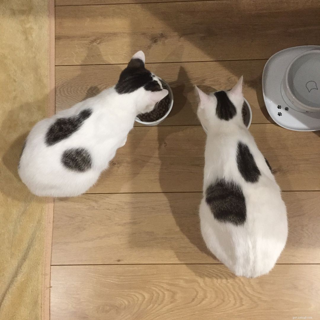 Why Adopting Two Kittens Brings More Joy and Health Than One