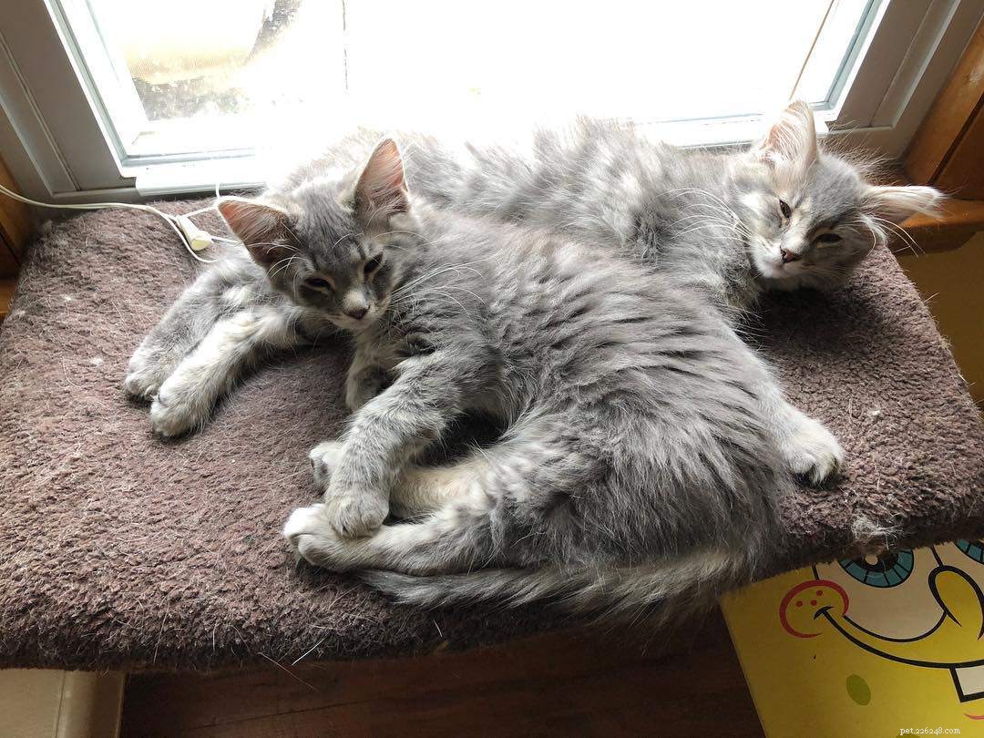 Why Adopting Two Kittens Brings More Joy and Health Than One