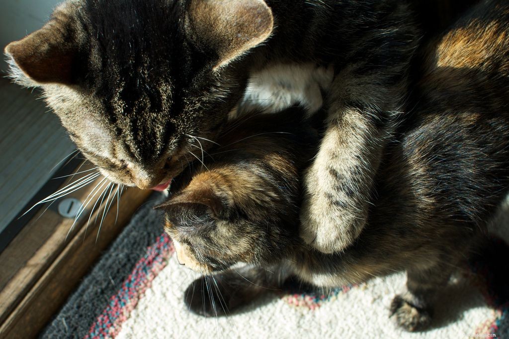 Why Adopting Two Kittens Brings More Joy and Health Than One