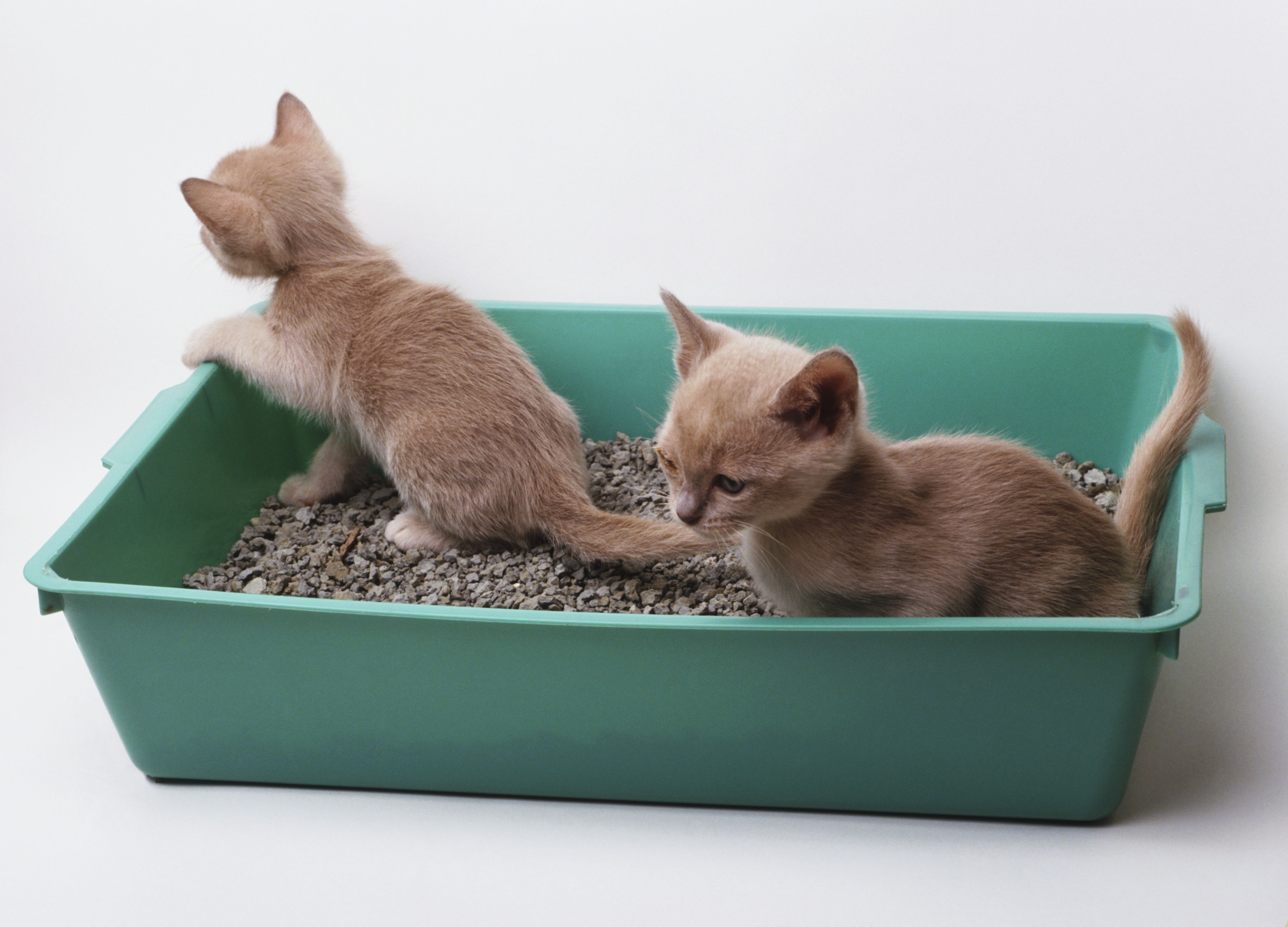 Why Adopting Two Kittens Brings More Joy and Health Than One