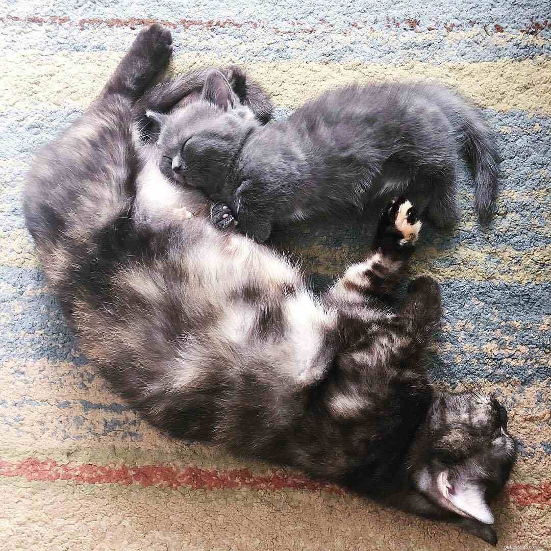 Why Adopting Two Kittens Brings More Joy and Health Than One