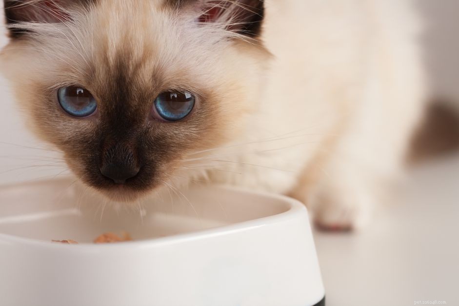How to Select the Best Nutrition for Your New Kitten