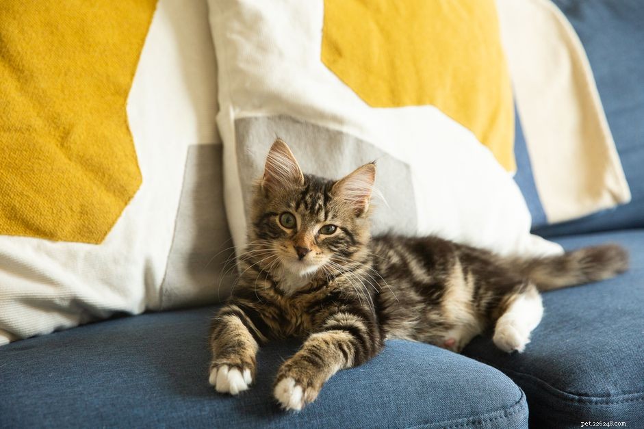 Kitten Growth Milestones: 6‑Month to 1‑Year Development Guide
