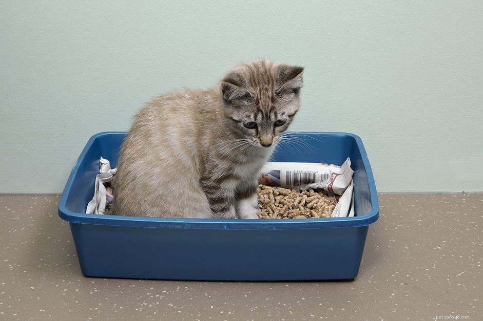 Mastering Litter Box Training: A Comprehensive Guide for New Kitten Owners
