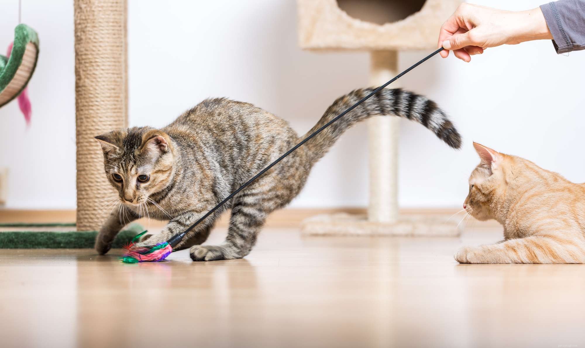 How to Help Your Cat Welcome a New Kitten