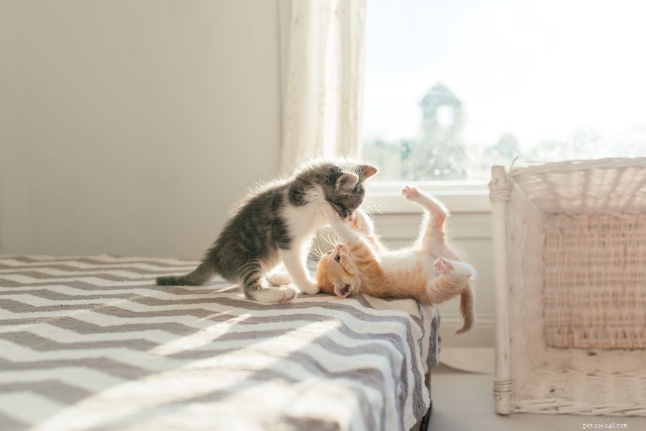 Effective Kitten Socialization: Boost Confidence & Lifelong Happiness