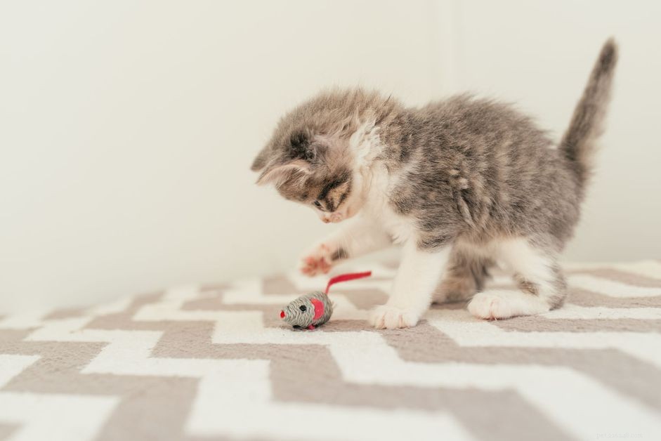 Keep Your Kitten Safe While Playing: Expert Playtime Safety Tips