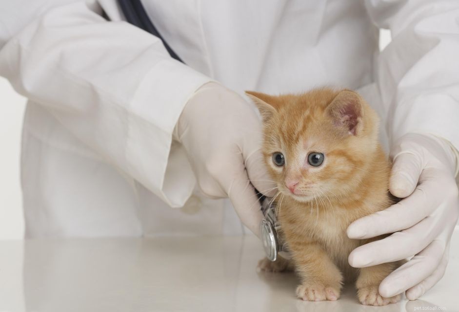 Preparing Your Kitten for Its First Vet Visit: A Complete Guide