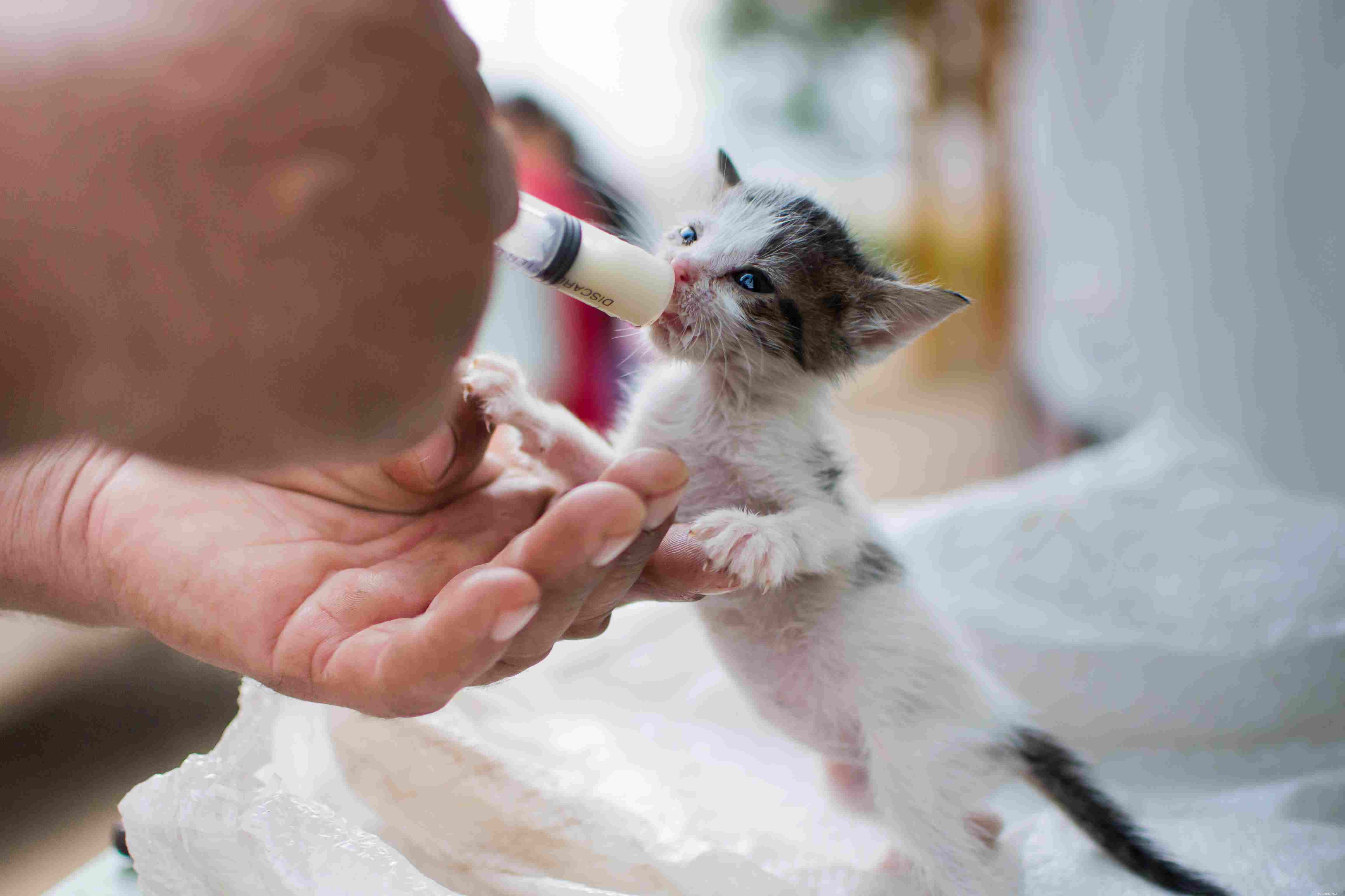 Preparing Your Kitten for Its First Vet Visit: A Complete Guide