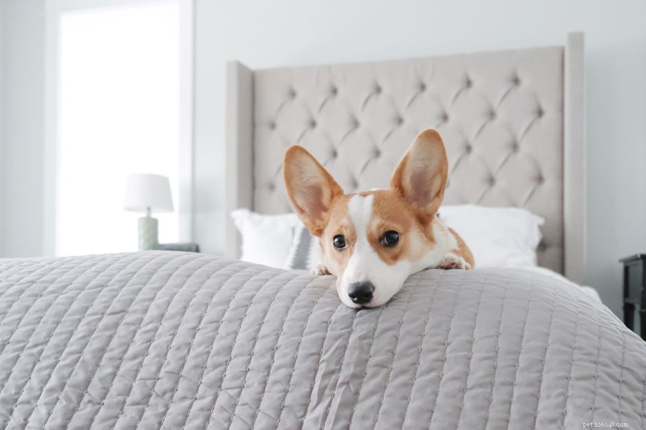 Why Your Dog Might Pee on Your Bed – Causes & Solutions