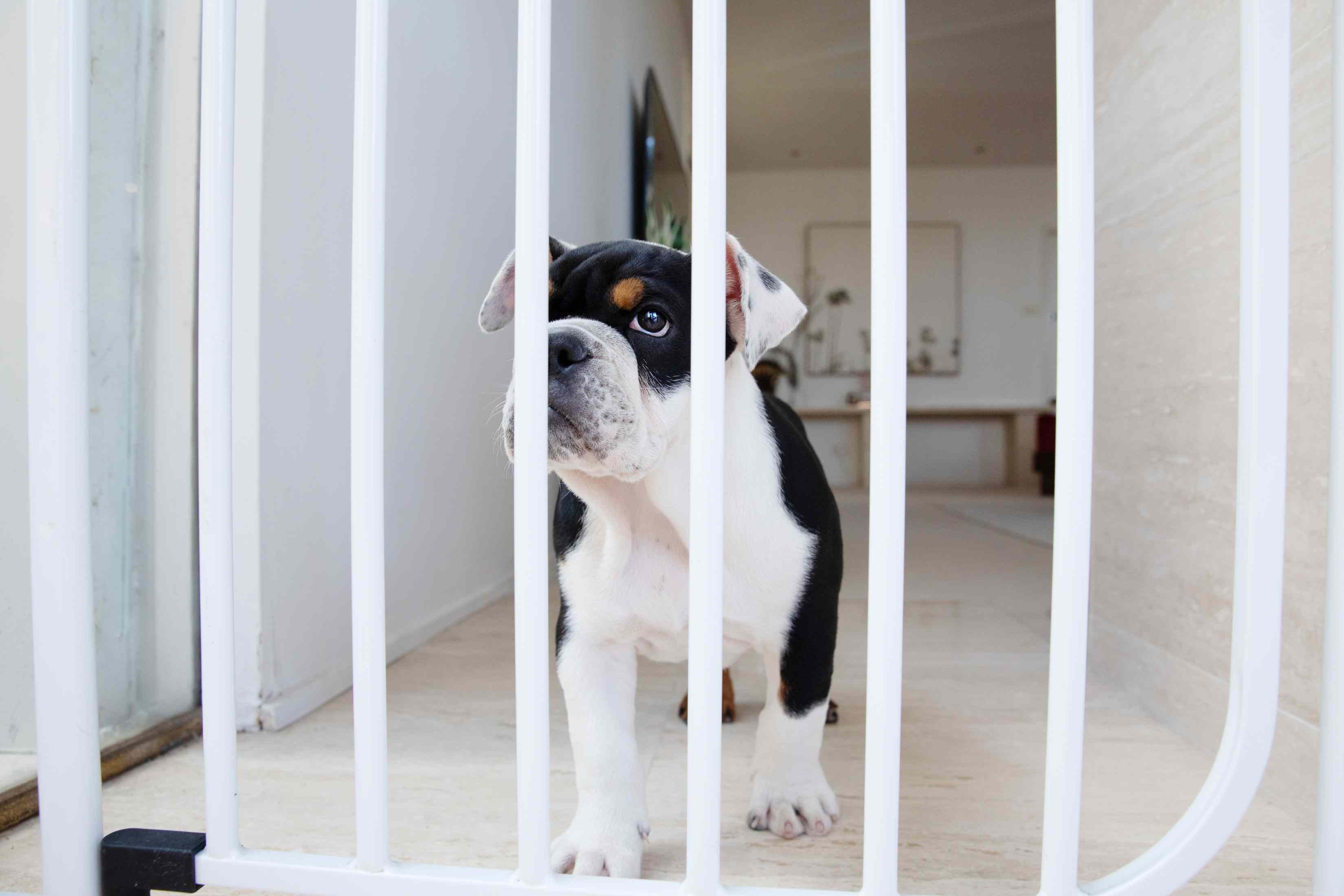 Why Your Dog Keeps Following You—and What It Means