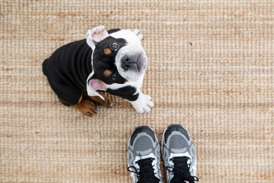 Why Your Dog Keeps Following You—and What It Means