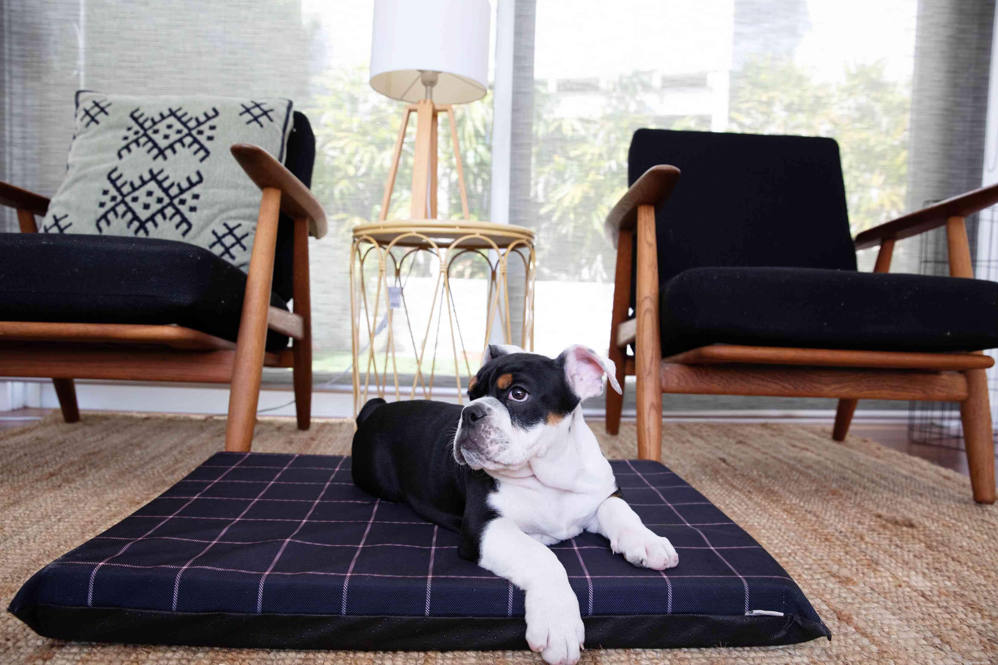 Why Your Dog Keeps Following You—and What It Means