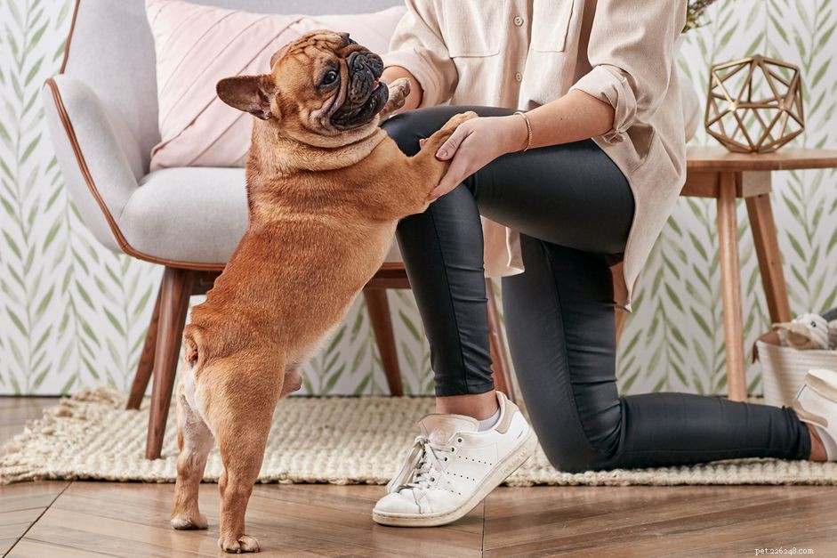 Stop Your Dog from Jumping: Proven Techniques for a Calm, Well‑Behaved Pup