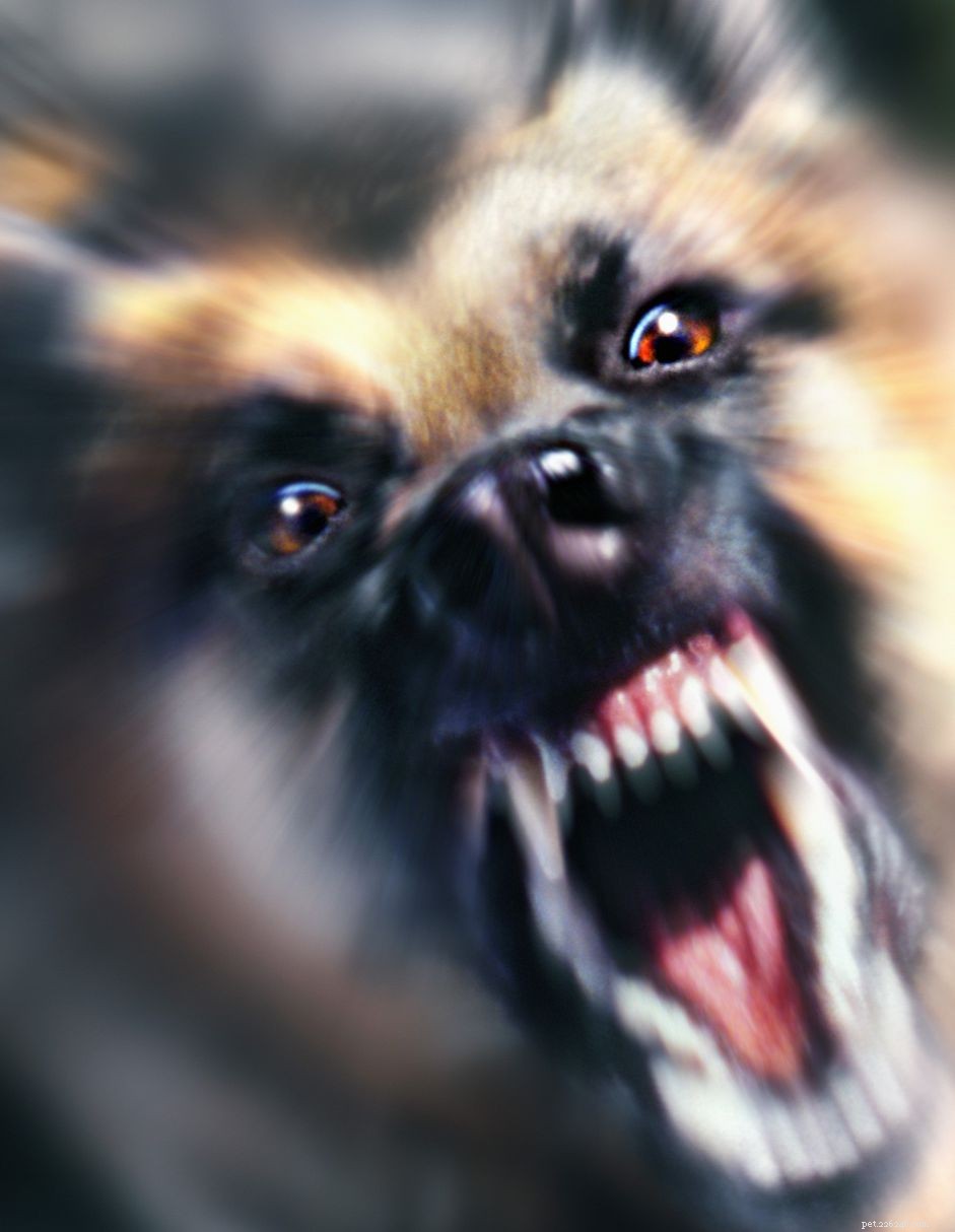 Understanding Dangerous Dogs: Legal Definitions, Breed Bans, and Safety Measures
